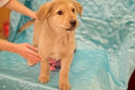 Słodki DYZIO, mały miś - do adopcji choćby dziś :)