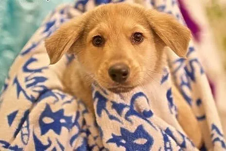 Słodki DYZIO, mały miś - do adopcji choćby dziś :)