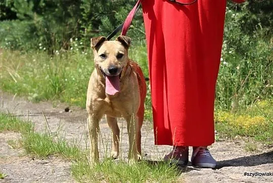 Dejli, super psiak poleca sie do adopcji,  małopol, Kraków