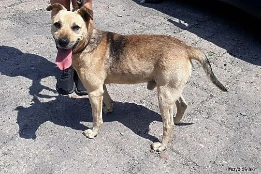 Dejli, super psiak poleca sie do adopcji,  małopol, Kraków