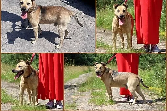 Dejli, super psiak poleca sie do adopcji,  małopol, Kraków