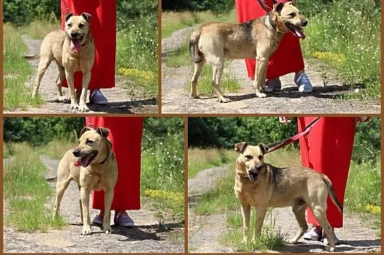 Dejli, super psiak poleca sie do adopcji,  małopol, Kraków