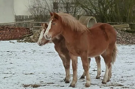 Sprzedam śliczne klaczki zimnokrwiste -- Opolskie/