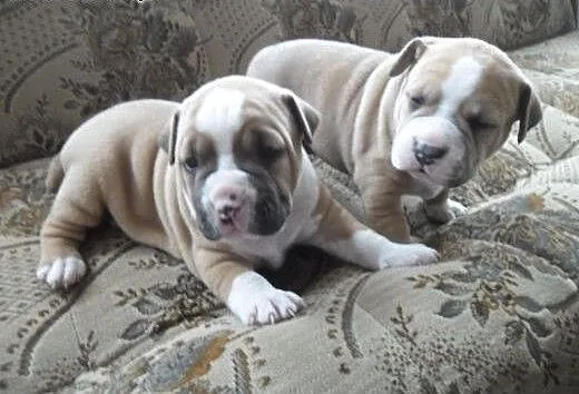 Sczeniaki American Staffordshire Terrier - Amstaff
