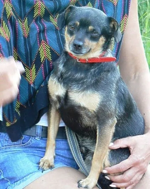 Czy Boberek doczeka się adopcji?, śląskie Katowic