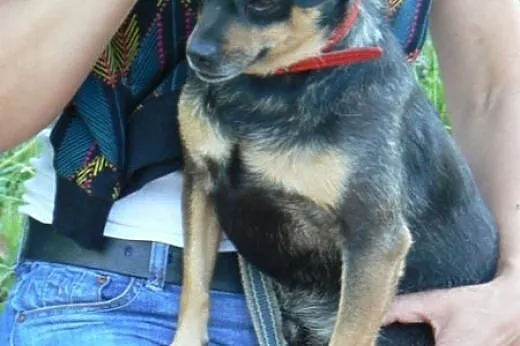 Czy Boberek doczeka się adopcji?,  śląskie Katowic
