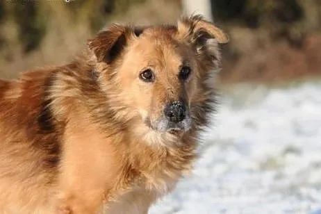 Jestem Teddy- moje serce bije dla Ciebie,  mazowie