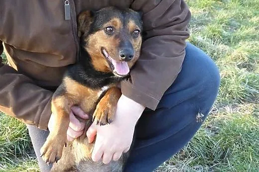 Rybka czeka na domek,  Kundelki cała Polska