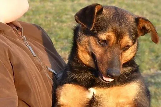 Rybka czeka na domek,  Kundelki cała Polska