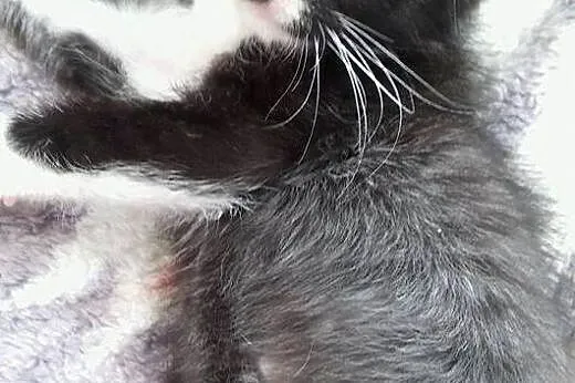 Pan Kotek maleński, samotny kociak - do adopcji , 