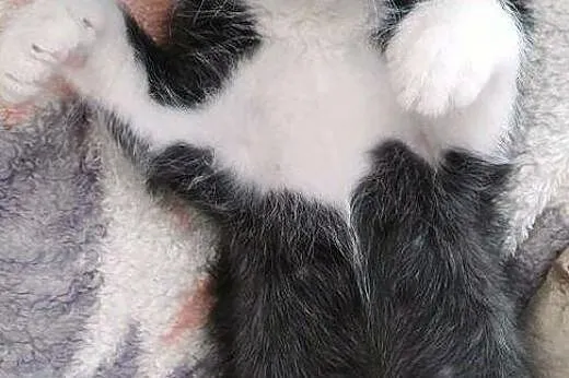 Pan Kotek maleński, samotny kociak - do adopcji , 