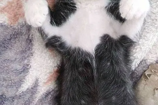 Pan Kotek maleński, samotny kociak - do adopcji , 