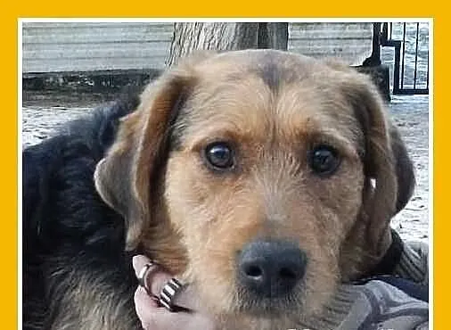 Pies idealny, spokojny,łagodny,grzeczny,akceptuje