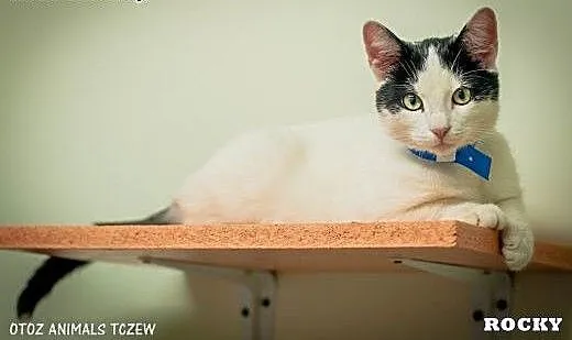 OTOZ Animals - Rocky i Felek - urocze, młodziutkie