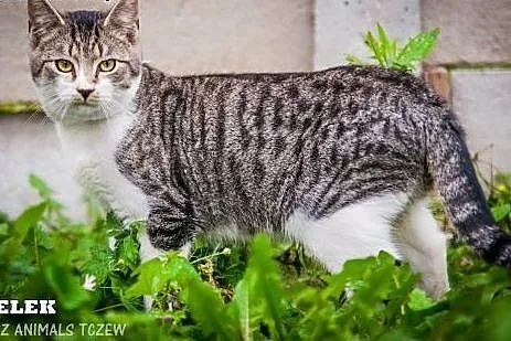 OTOZ Animals - Rocky i Felek - urocze, młodziutkie