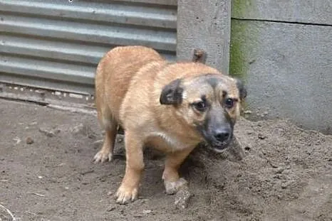 Muffinka boi się świata, ale nie skazujmy ją na ży