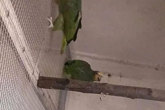 Amazonki kuriki (modrobrewe) pary 23r I 22r, Małopolskie, Skała