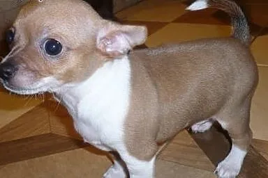 Chihuahua szczeniaki,  łódzkie Pabianice
