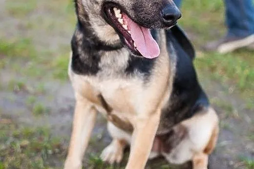 Dosia, która po raz drugi wróciła z adopcji... Kto