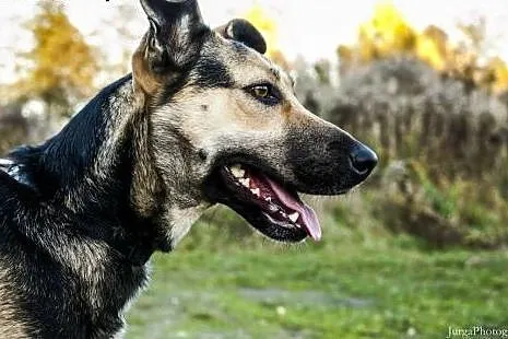 Dosia, która po raz drugi wróciła z adopcji... Kto