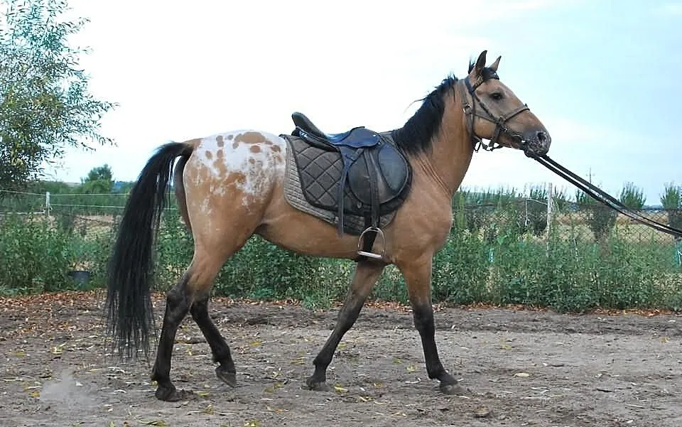 Sprzedam OGIERKA rasy SP