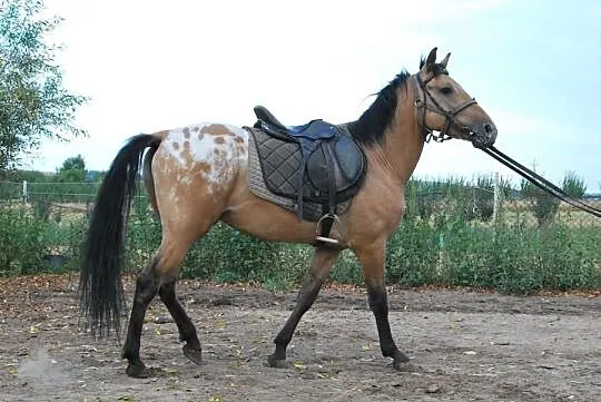 Sprzedam OGIERKA rasy SP