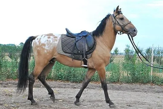Sprzedam OGIERKA rasy SP
