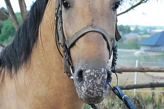 Sprzedam OGIERKA rasy SP
