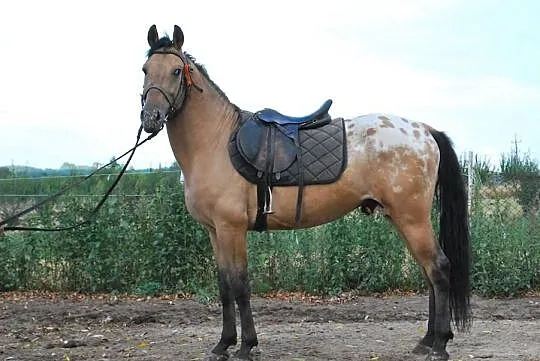 Sprzedam OGIERKA rasy SP