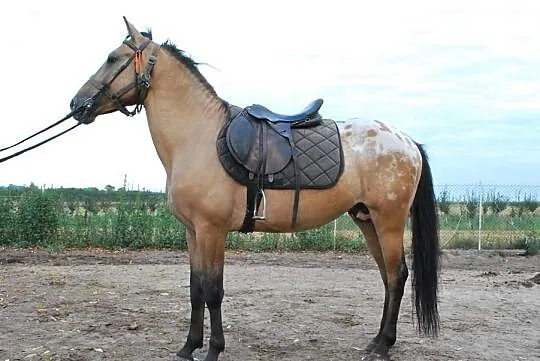 Sprzedam OGIERKA rasy SP