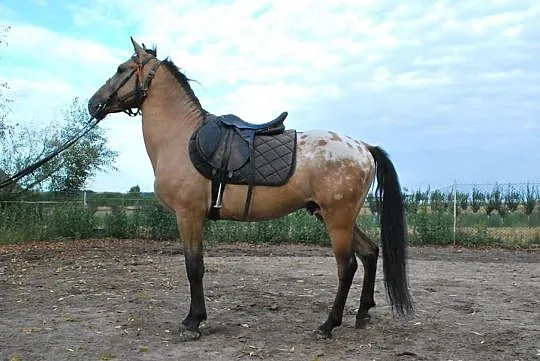 Sprzedam OGIERKA rasy SP