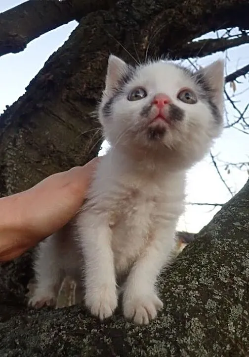 Asia- 5 tyg. kotka do adopcji, łódzkie Łódź