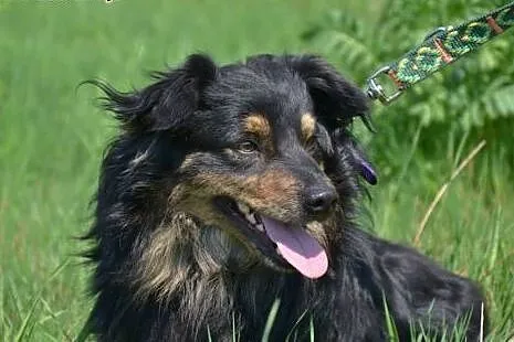 Snupcio-z likwidowanego przytuliska prosi o dom,  