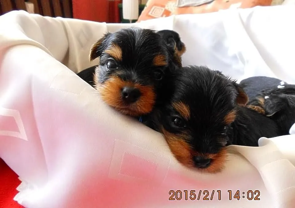 Sprzedam Yorki