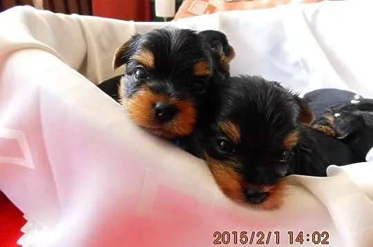 Sprzedam Yorki