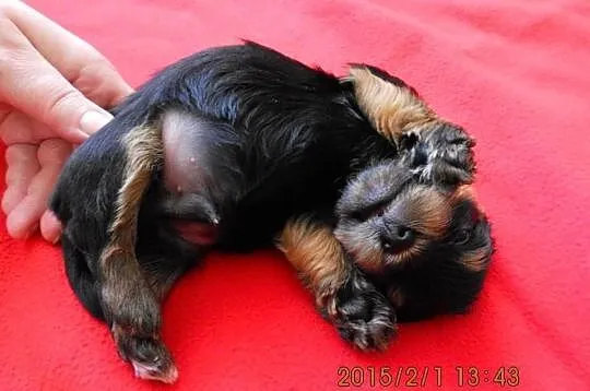 Sprzedam Yorki