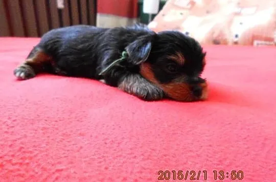 Sprzedam Yorki