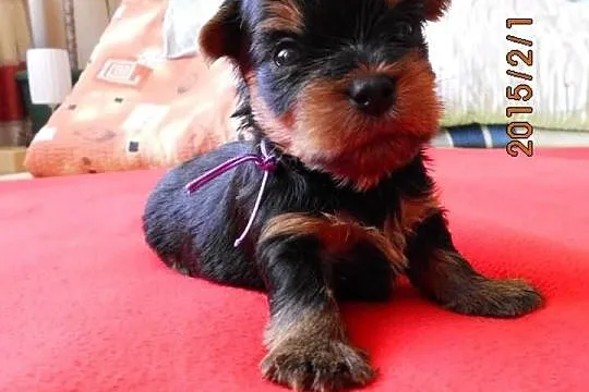 Sprzedam Yorki