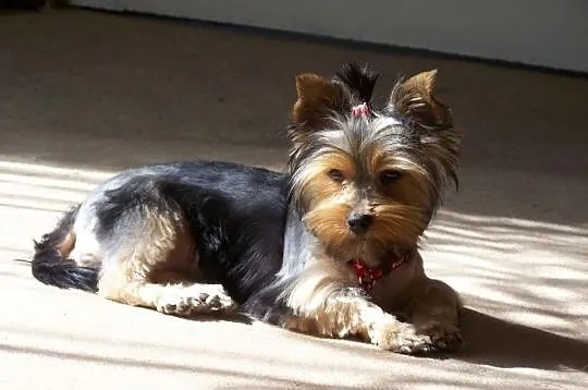 Sprzedam Yorki