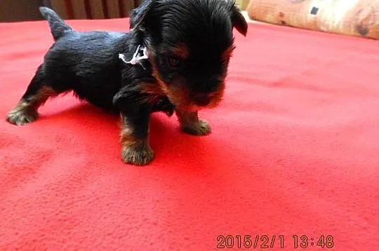 Sprzedam Yorki