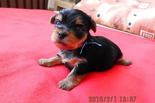 Sprzedam Yorki