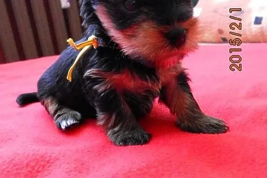 Sprzedam Yorki