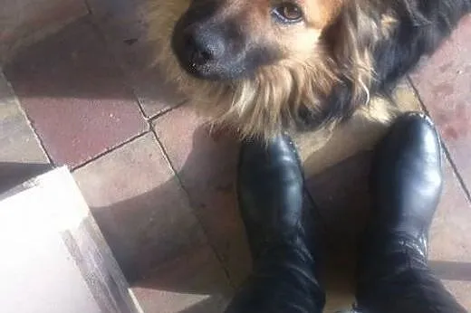 Misio - psi gentleman czeka na własne salony :) , 