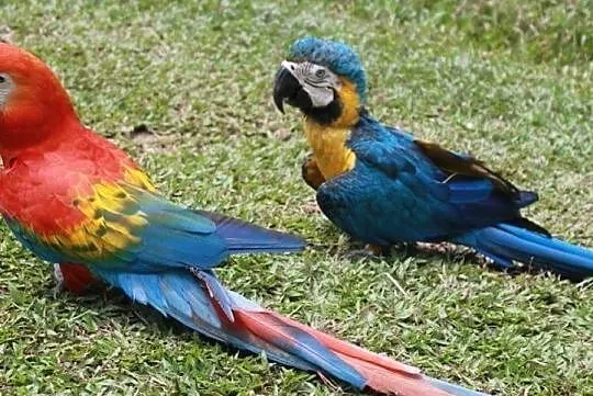 Papugi ara ararauna recznie karmione, Rybnik