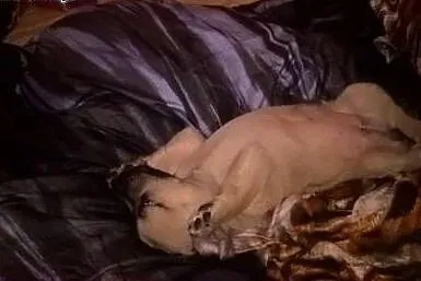 Fizia szuka domku,  podlaskie Białystok