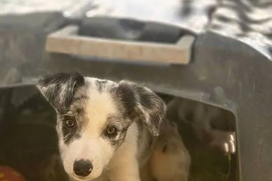 Border collie linia pracująca
