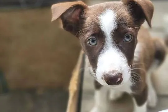 Border collie linia pracująca, Pomorskie, Mierzeszyn