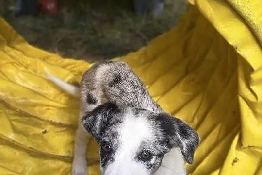 Border collie linia pracująca, Pomorskie, Mierzeszyn