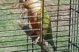 Rudosterki