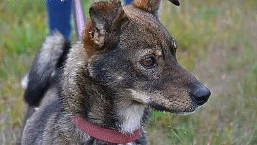 Miki - malutki,grzeczny, ale bardzo samotny okrusz